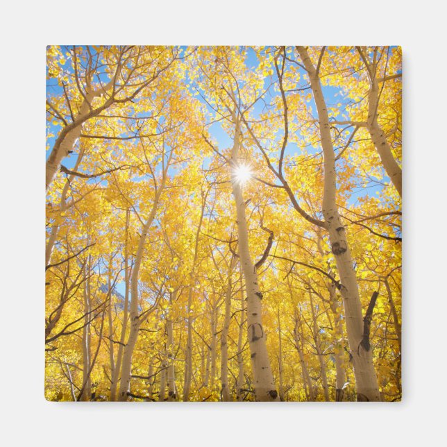 Aspen Trees | Sierra Nevada, CA Magnet (Vorne)