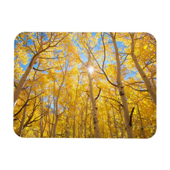 Aspen Trees | Sierra Nevada, CA Magnet (Horizontal)