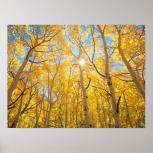 Aspen Trees   Sierra Nevada, CA Poster