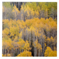 Aspen Trees | White River National Forest