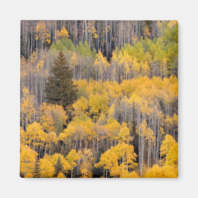 Aspen Trees | White River National Forest Magnet (Vorne)