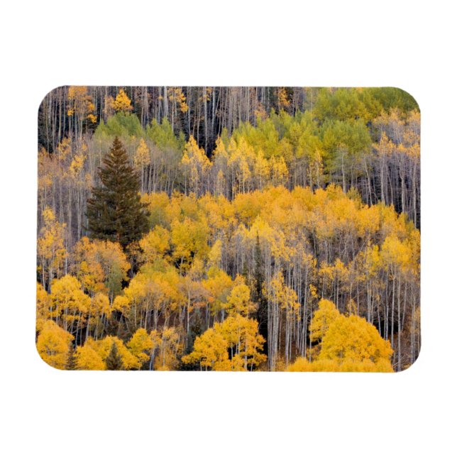 Aspen Trees | White River National Forest Magnet (Horizontal)