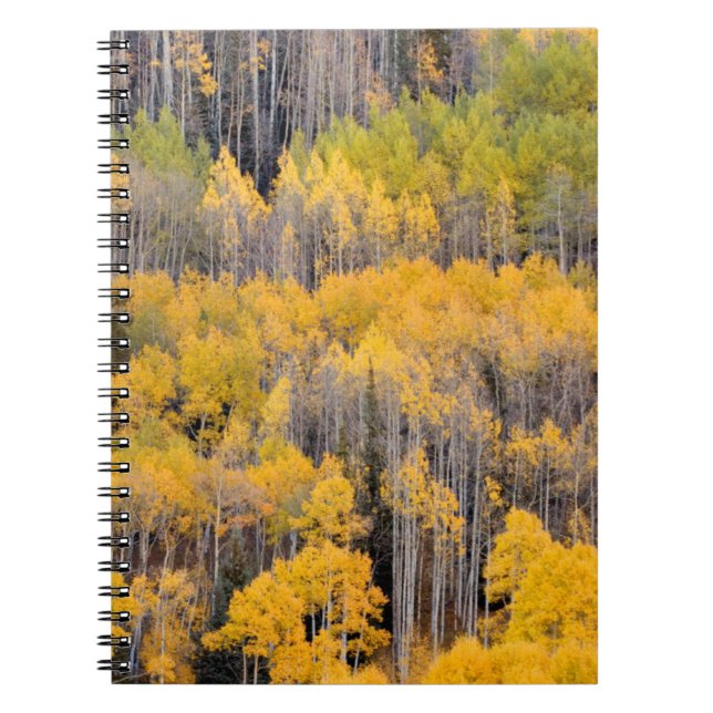 Aspen Trees | White River National Forest Notizblock (Vorderseite)
