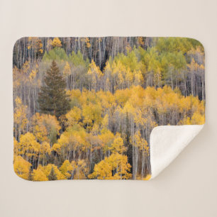 Aspen Trees White River National Forest Sherpadecke