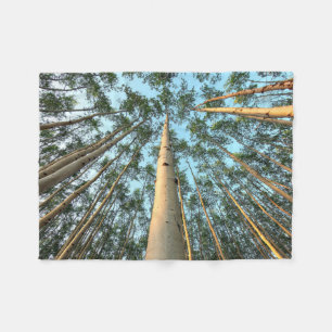 Aspen Trunks And Leaves, Yukon Fleecedecke
