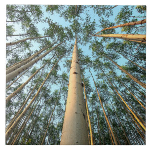 Aspen Trunks und Blätter, Yukon Fliese
