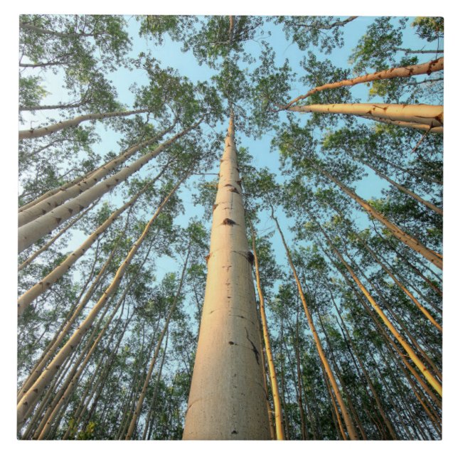 Aspen Trunks und Blätter, Yukon Fliese (Vorderseite)