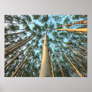 Aspen Trunks und Blätter, Yukon Poster