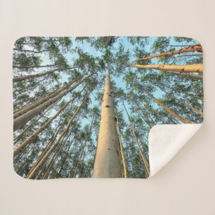 Aspen Trunks und Blätter, Yukon Sherpadecke