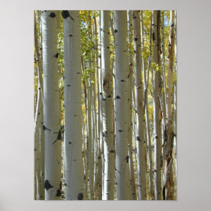Aspen Trunks vertikaler Druck Poster