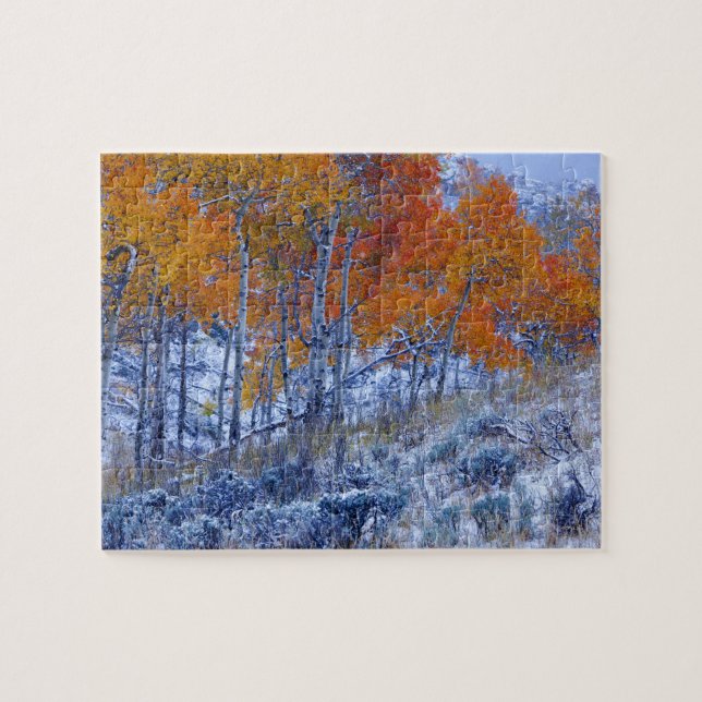 Aspenbäume in Herbstfarben, Bighorngebirge, Puzzle (Horizontal)
