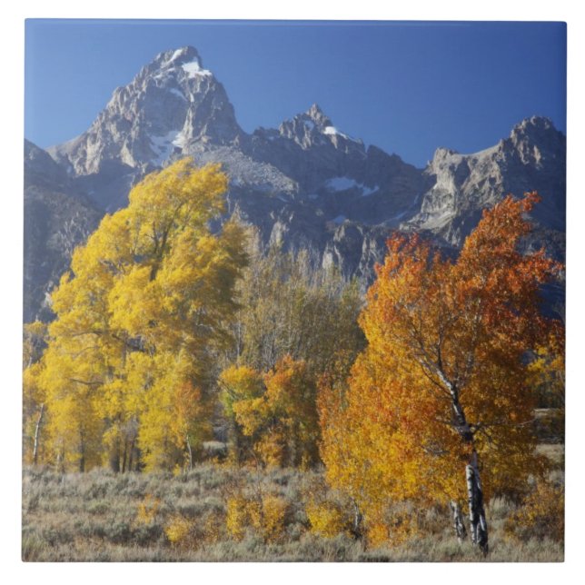 Aspenbäume mit dem Teton-Gebirge Fliese (Vorderseite)
