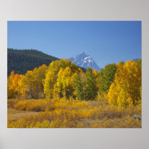 Aspenbäume mit dem Teton-Gebirge Poster