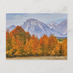 Aspenbäume mit dem Teton-Gebirge Postkarte