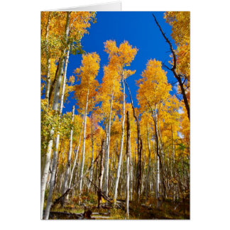 Aspens