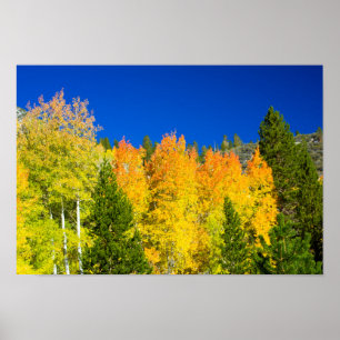 Aspens Aflammen Poster