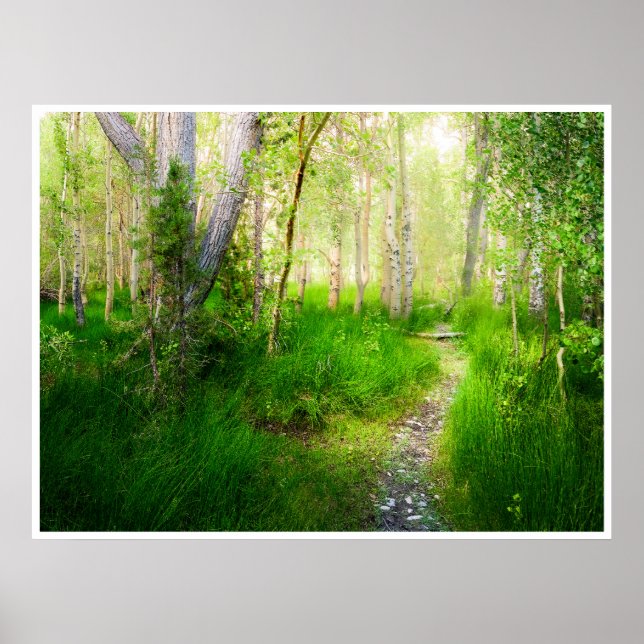 Aspens and Lush Grasses at Convict Lake Photo Poster (Vorne)