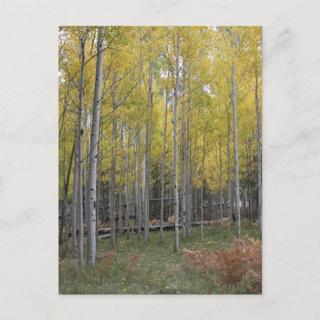 Aspens gelbes Glühen Postkarte (Vorderseite)
