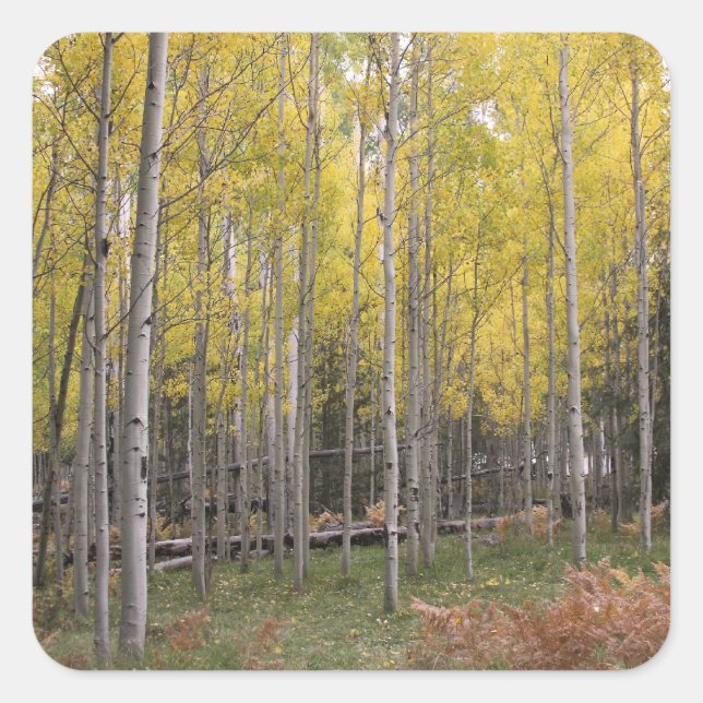Aspens gelbes Glühen Quadratischer Aufkleber (Vorderseite)