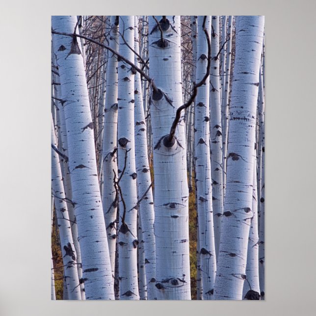 Aspens in Gunnison National Park Poster (Vorne)