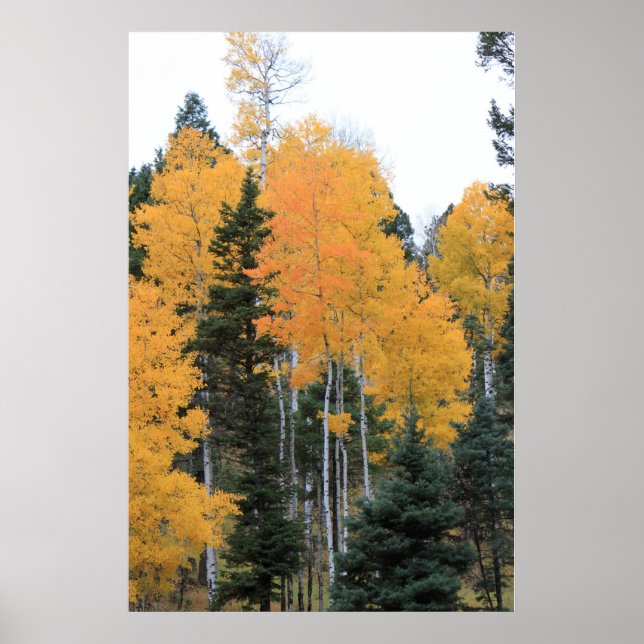 Aspens in Taos Pines Poster (Vorne)