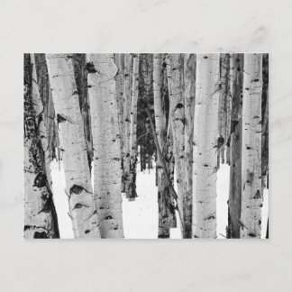 Aspens Postkarte