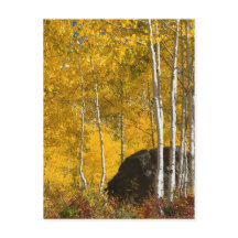 Aspens
