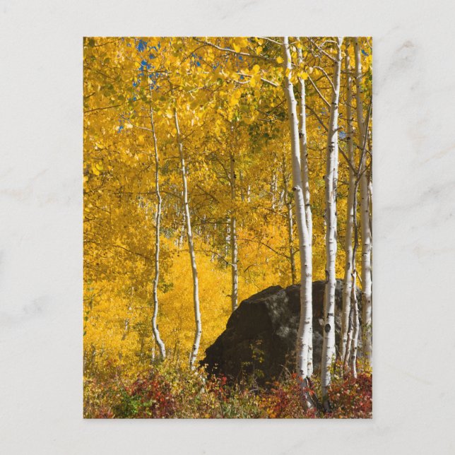 Aspens Postkarte (Vorderseite)