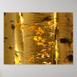 Aspens Up Close Poster