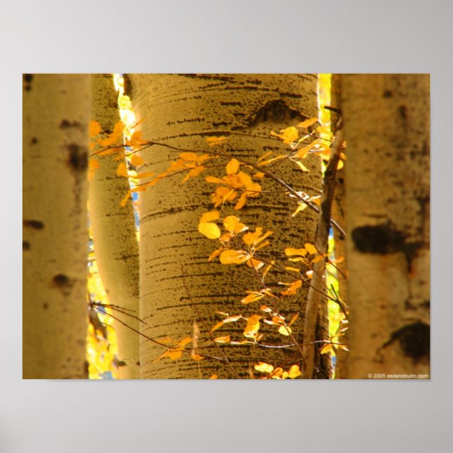Aspens Up Close Poster (Vorne)