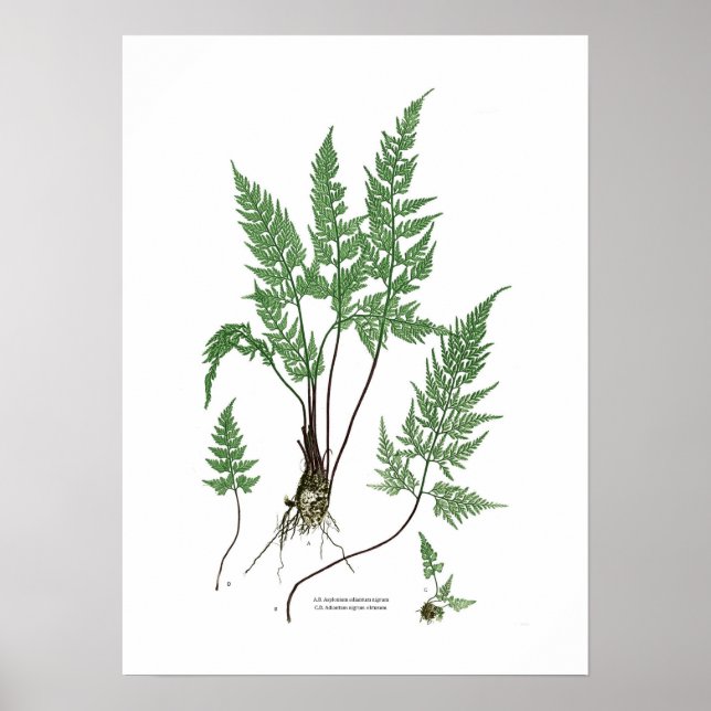 Asplenium adiantum nigrum poster (Vorne)