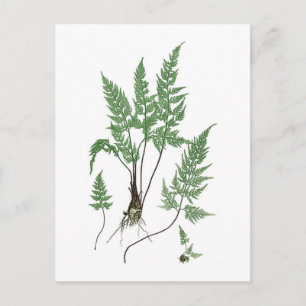 Asplenium adiantum nigrum postkarte