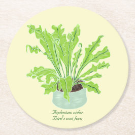 Asplenium Bird's Nest Farn - zeichnend auf Orange. Runder Pappuntersetzer