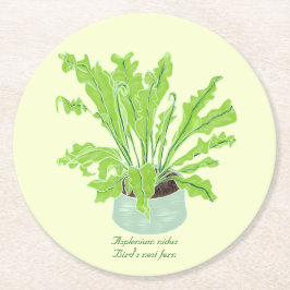 Asplenium Bird's Nestfarn - zeichnend auf Gelb. Runder Pappuntersetzer