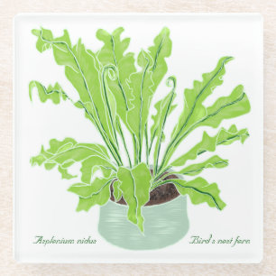 Asplenium Bird's Nestfarn - zeichnend auf Weiß. Glasuntersetzer