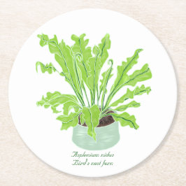 Asplenium Bird's Nestfarn - zeichnend auf Weiß. Runder Pappuntersetzer