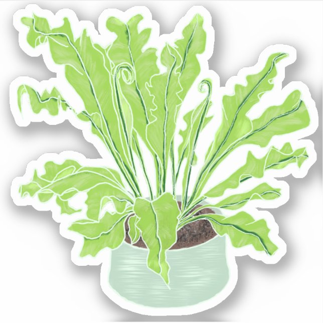 Asplenium Bird's Nestfarn - zeichnend Zollschnitt. Aufkleber (Vorderseite)