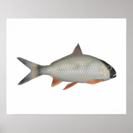 Assamesischer Königsfisch Poster