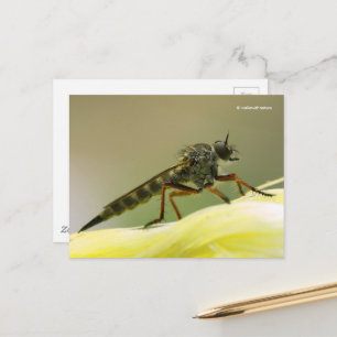 Assassin Fly Robber Fly Postkarte