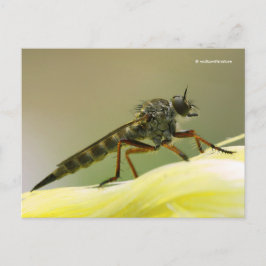 Assassin Fly Robber Fly Postkarte