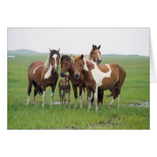 Assateague Island Horses Blank Card