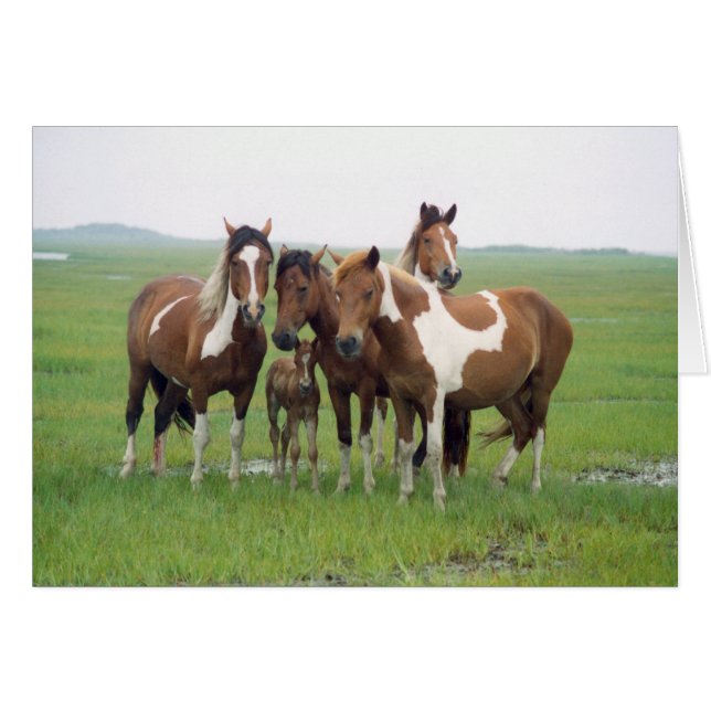 Assateague Island Horses Blank Card (Vorderseite (Horizontal))