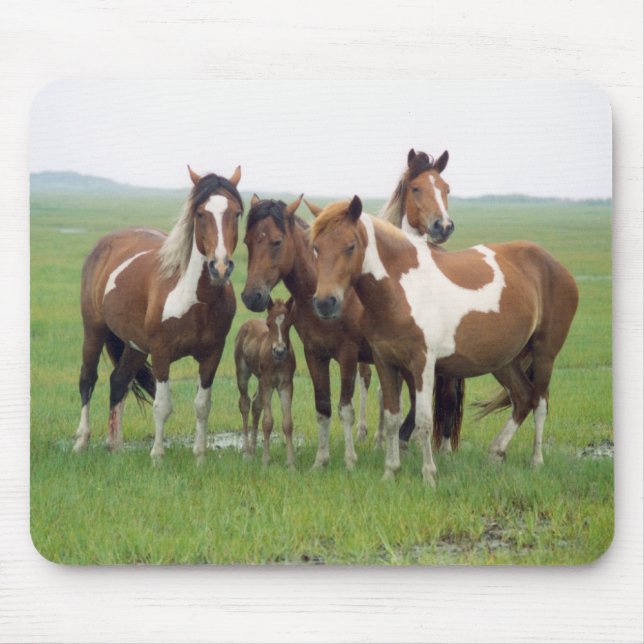 Assateague Island Horses Mousepad (Vorne)
