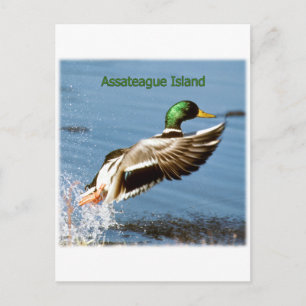 Assateague Island Mallard Duck Logo Postkarte