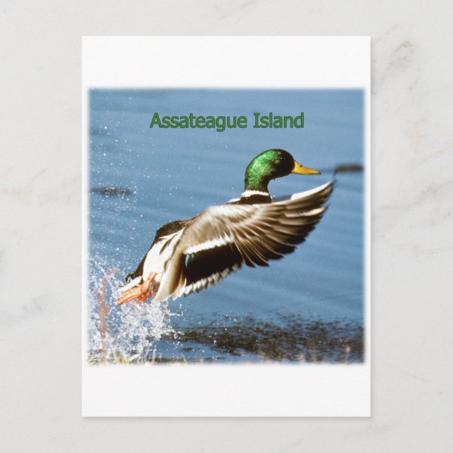 Assateague Island Mallard Duck Logo Postkarte (Vorderseite)
