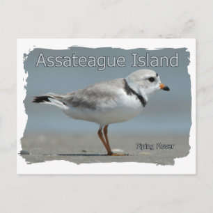 Assateague Island Piping Plover Postkarte