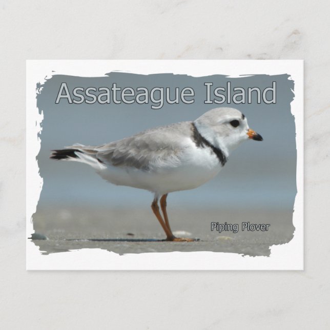 Assateague Island Piping Plover Postkarte (Vorderseite)