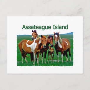 Assateague Island (Pony family) Postkarte