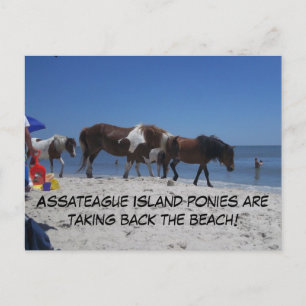 Assateague Island Ponys nehmen Back Beach Postkarte