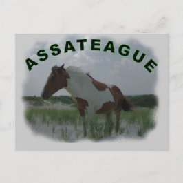 Assateague Island Postcard Postkarte